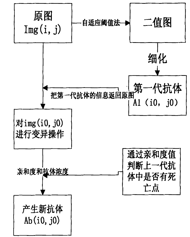 Immune cloned finger venous image characteristic extraction method based on linear weighted function