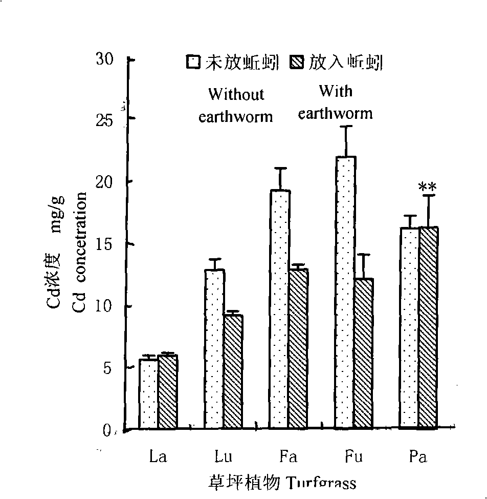 Method for promoting lawn absorb heavy metal from consumer garbage compost and increasing photosynthesis amount cooperated with angleworm