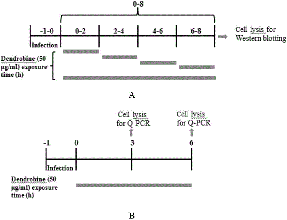 Application of dendrobine in preparation of anti-influenza virus medicines