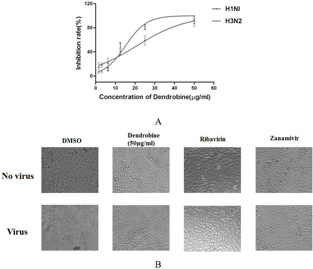 Application of dendrobine in preparation of anti-influenza virus medicines