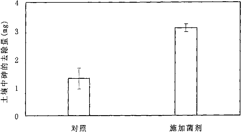 Microorganism bactericide capable of reinforcing plants to restore fields polluted by arsenic and preparation and application methods thereof