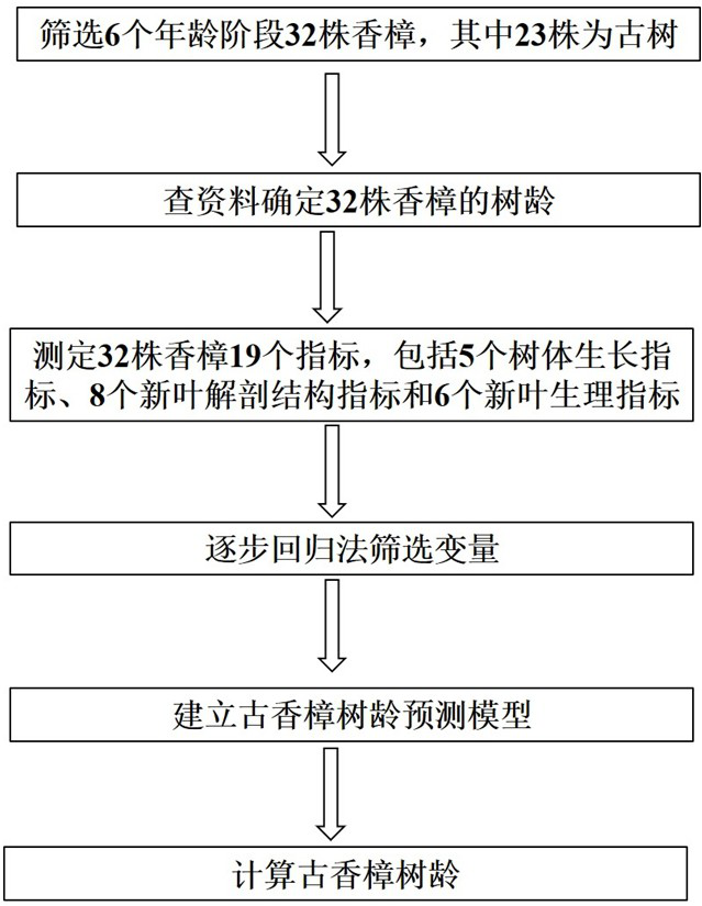 A kind of ancient camphor tree age prediction method