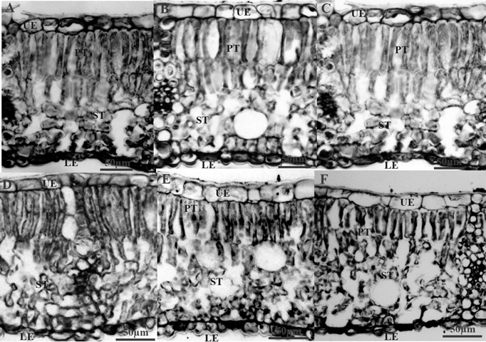 A kind of ancient camphor tree age prediction method