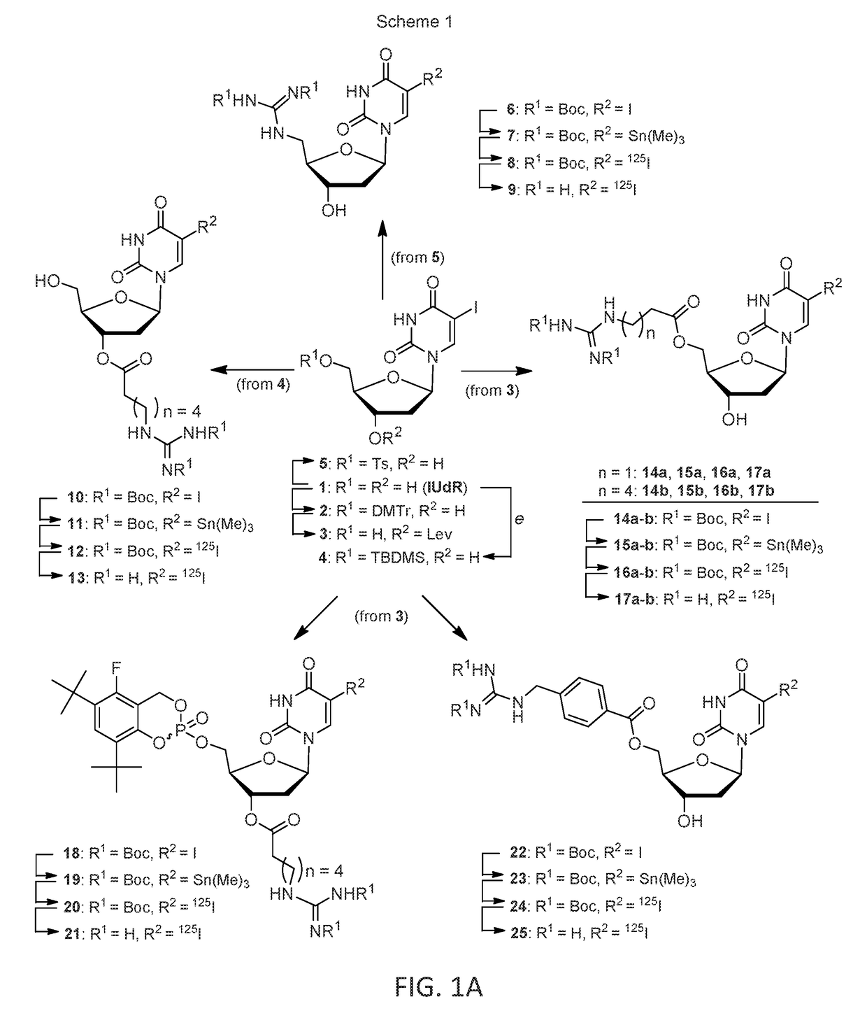 Mibg analogs and uses thereof