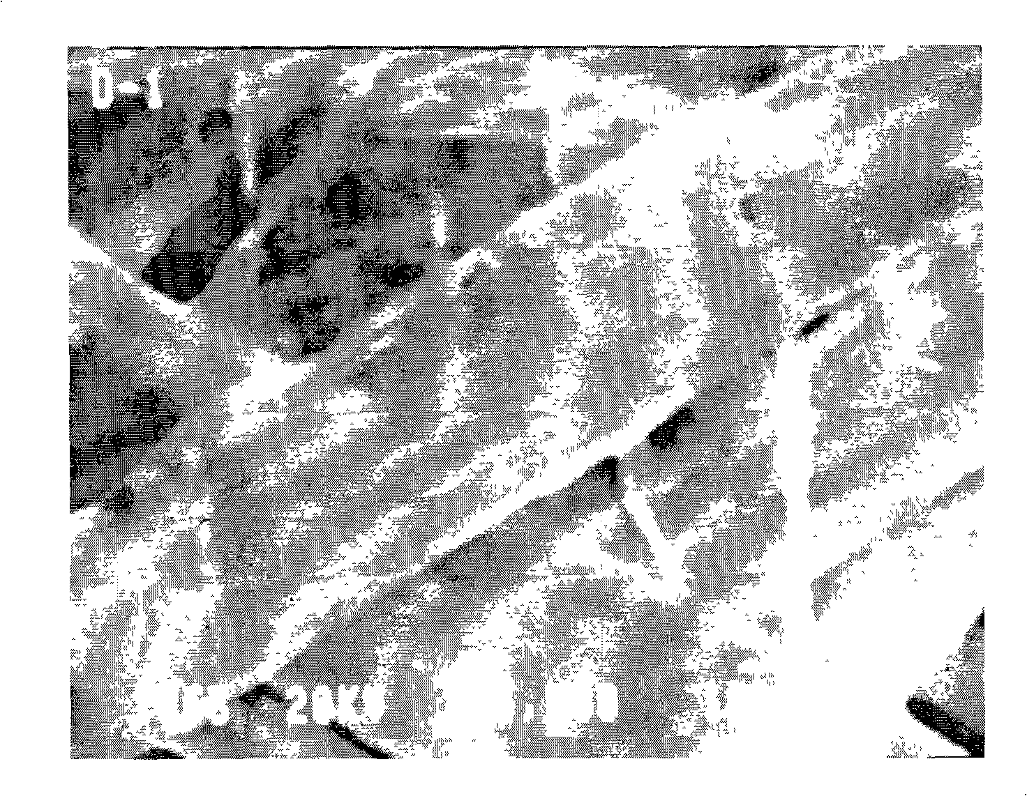 Process for preparing titanium dioxide nano-belts