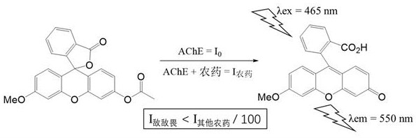 Rapid detection method special for pesticide residues of dichlorvos in fresh fruits and vegetables