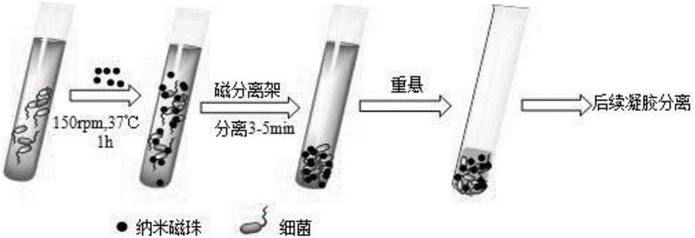 Method for quickly enriching, separating and detecting bacteria