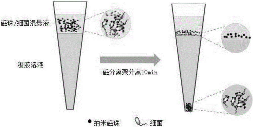 Method for quickly enriching, separating and detecting bacteria