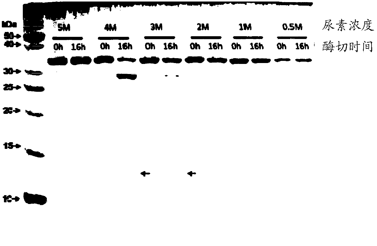 TEV protease variant, fusion protein, preparation method and uses thereof