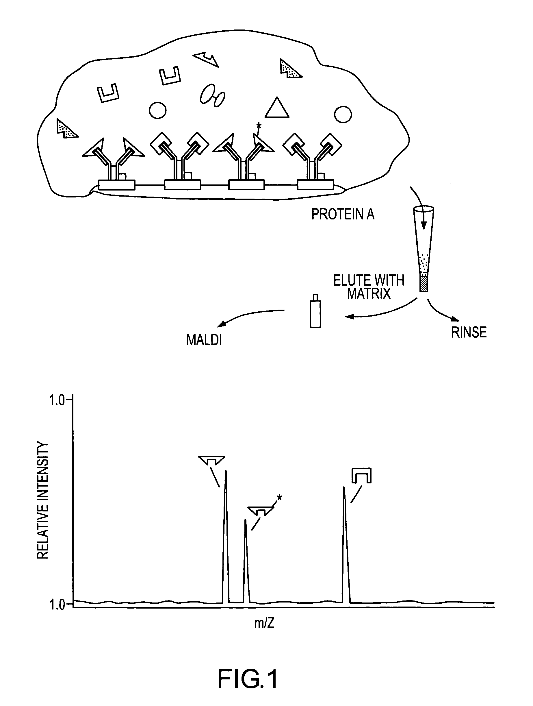 Mass spectrometric immunoassay