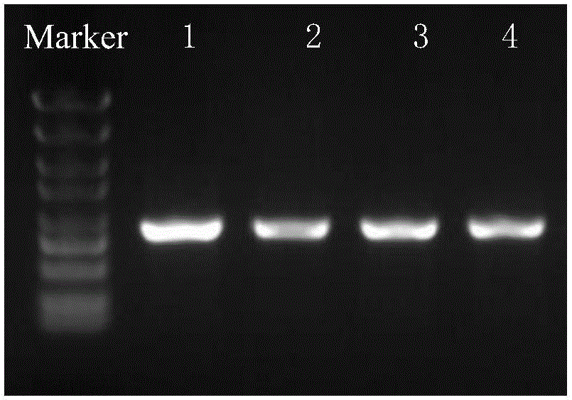 Method and application of shuttle plasmid pMY03 in interference of target gene expression of riemerella anatipestifer