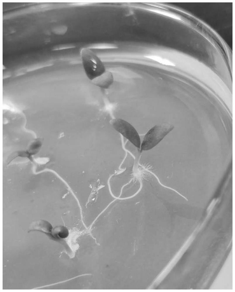 Tissue culture method utilizing Dianthus spp. cotyledon and application of tissue culture method in genetic transformation of Dianthus spp.