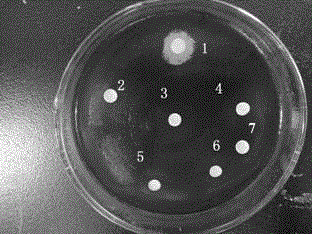 A Bacillus pumilus microbial preparation with quorum sensing system inhibition