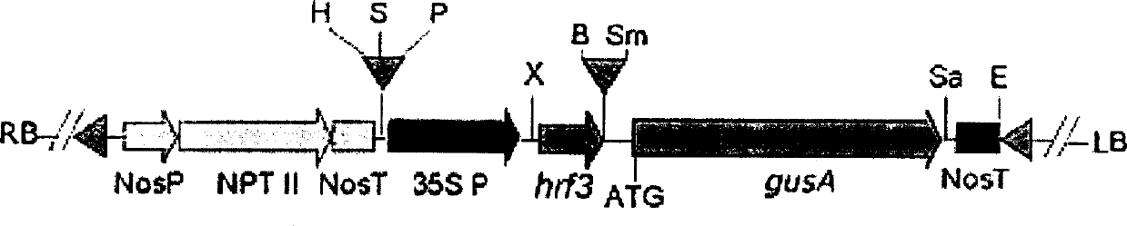 Rice flavamonocell hrf3 gene, recombinant vector and breeding method for plant transgene