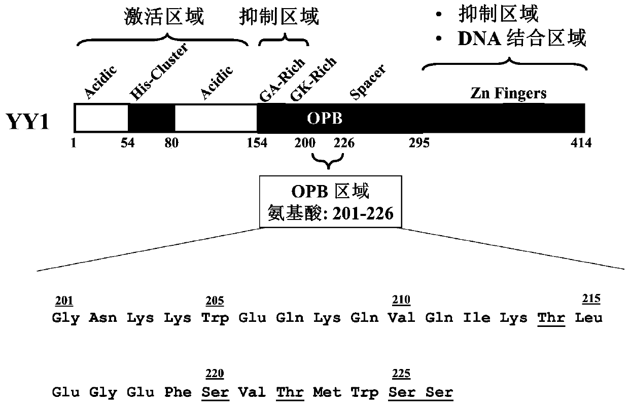 A kind of opb oligopeptide with anticancer activity and its expression vector and application