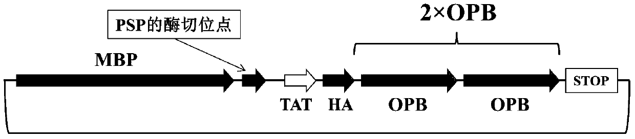 A kind of opb oligopeptide with anticancer activity and its expression vector and application