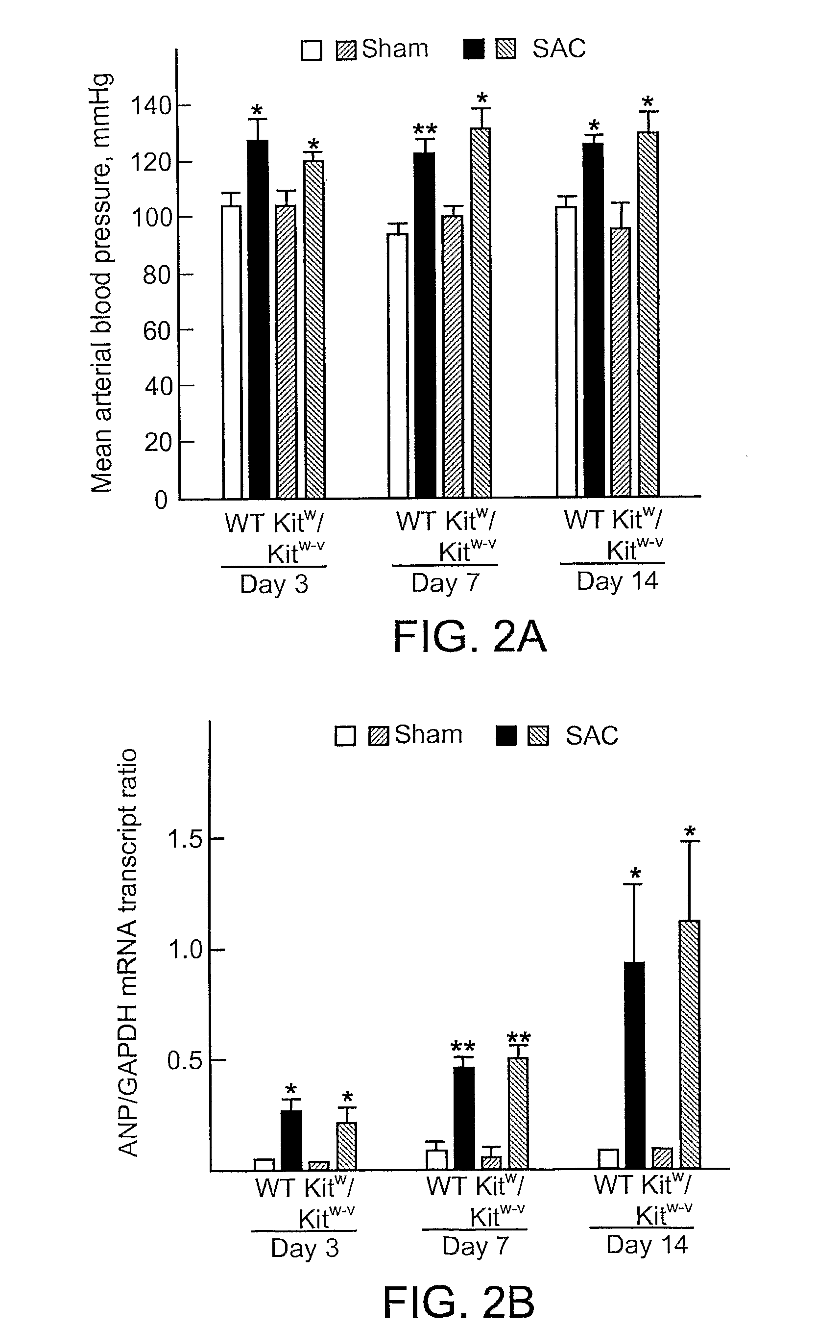 Modulators of cardiac cell hypertrophy and hyperplasia