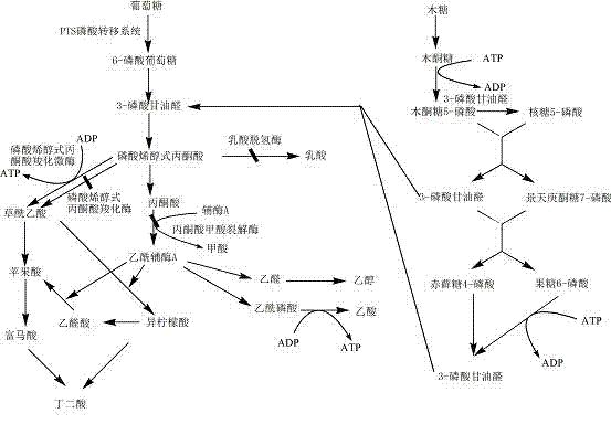 Genetic engineering bacterium for producing succinic acid and method for producing succinic acid by fermentation of genetic engineering bacteria