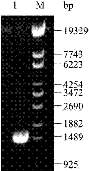 Genetic engineering bacterium for producing succinic acid and method for producing succinic acid by fermentation of genetic engineering bacteria