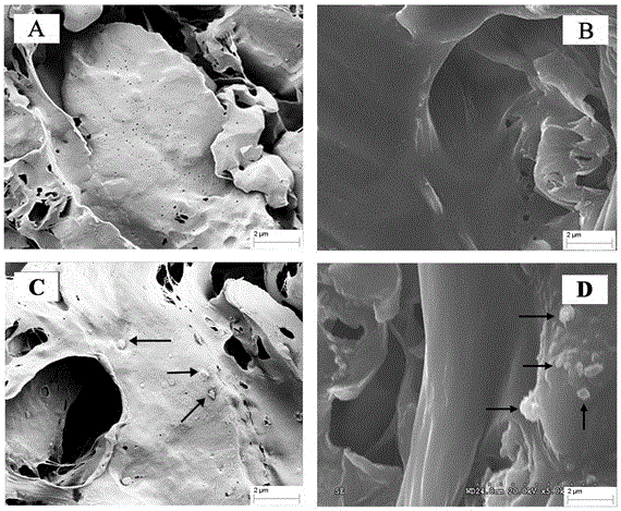 Preparation and application of pcl-pla tissue engineering composite scaffold against hepatocyte senescence