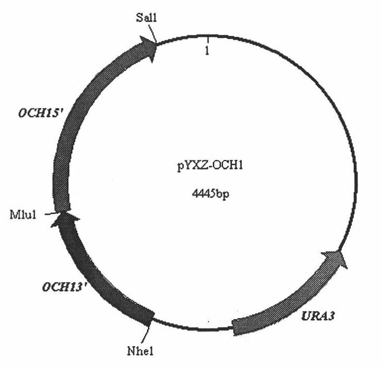 Preparation and application of OCH1 genetic flaw type P. pastoris X-33 bacterial strain