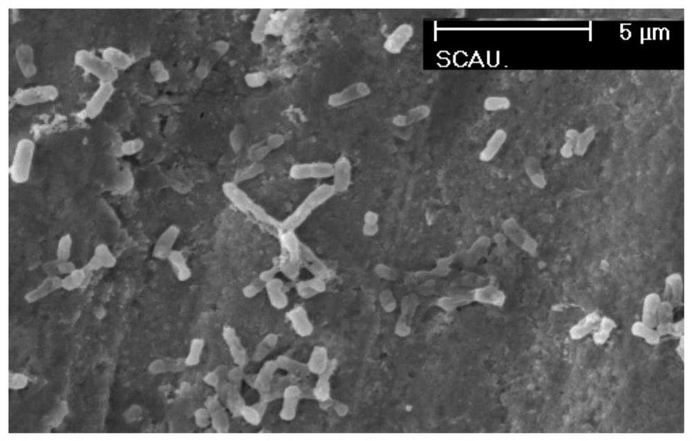 Method for fusion expression of antibacterial peptide by using SUMO