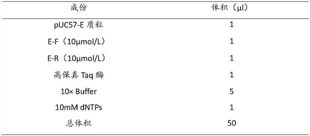 Brucella ghost strain, Brucella ghost vaccine and preparation method