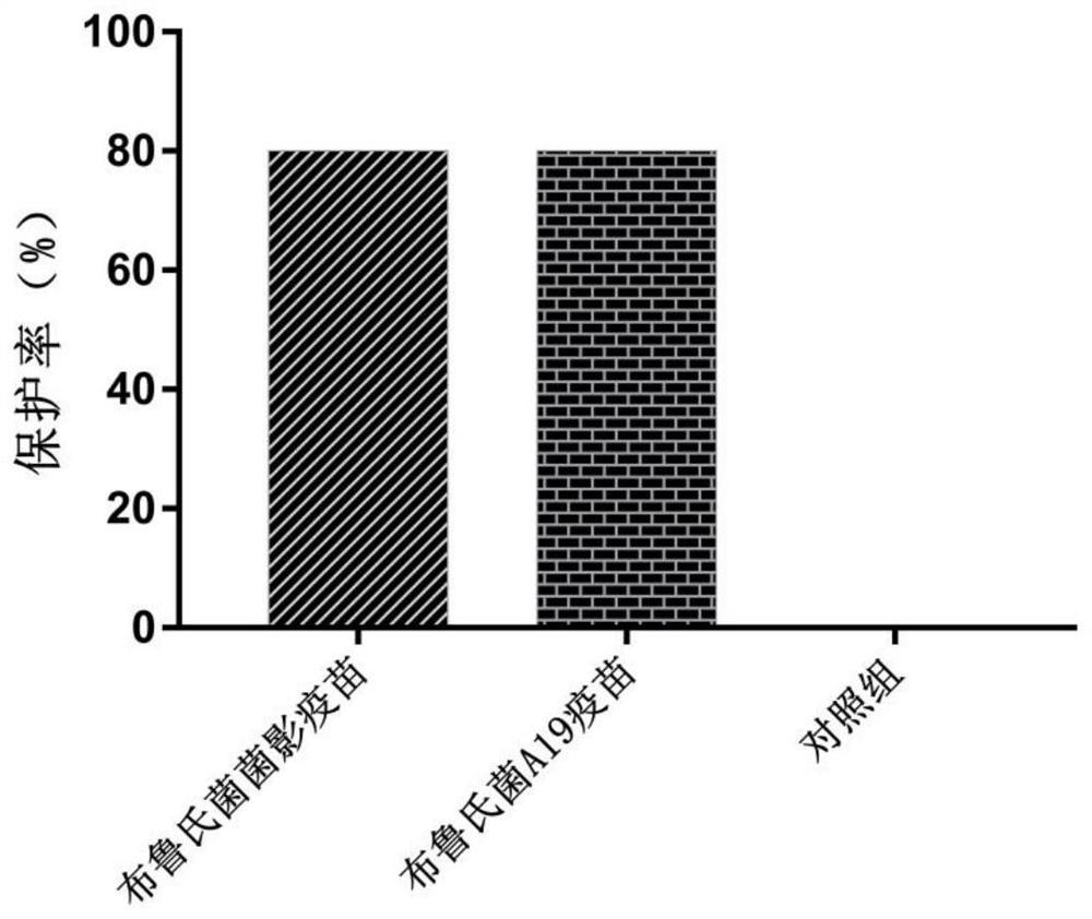 Brucella ghost strain, Brucella ghost vaccine and preparation method