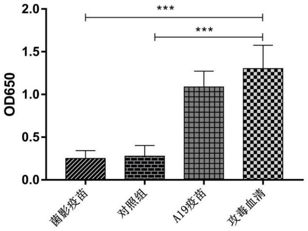 Brucella ghost strain, Brucella ghost vaccine and preparation method