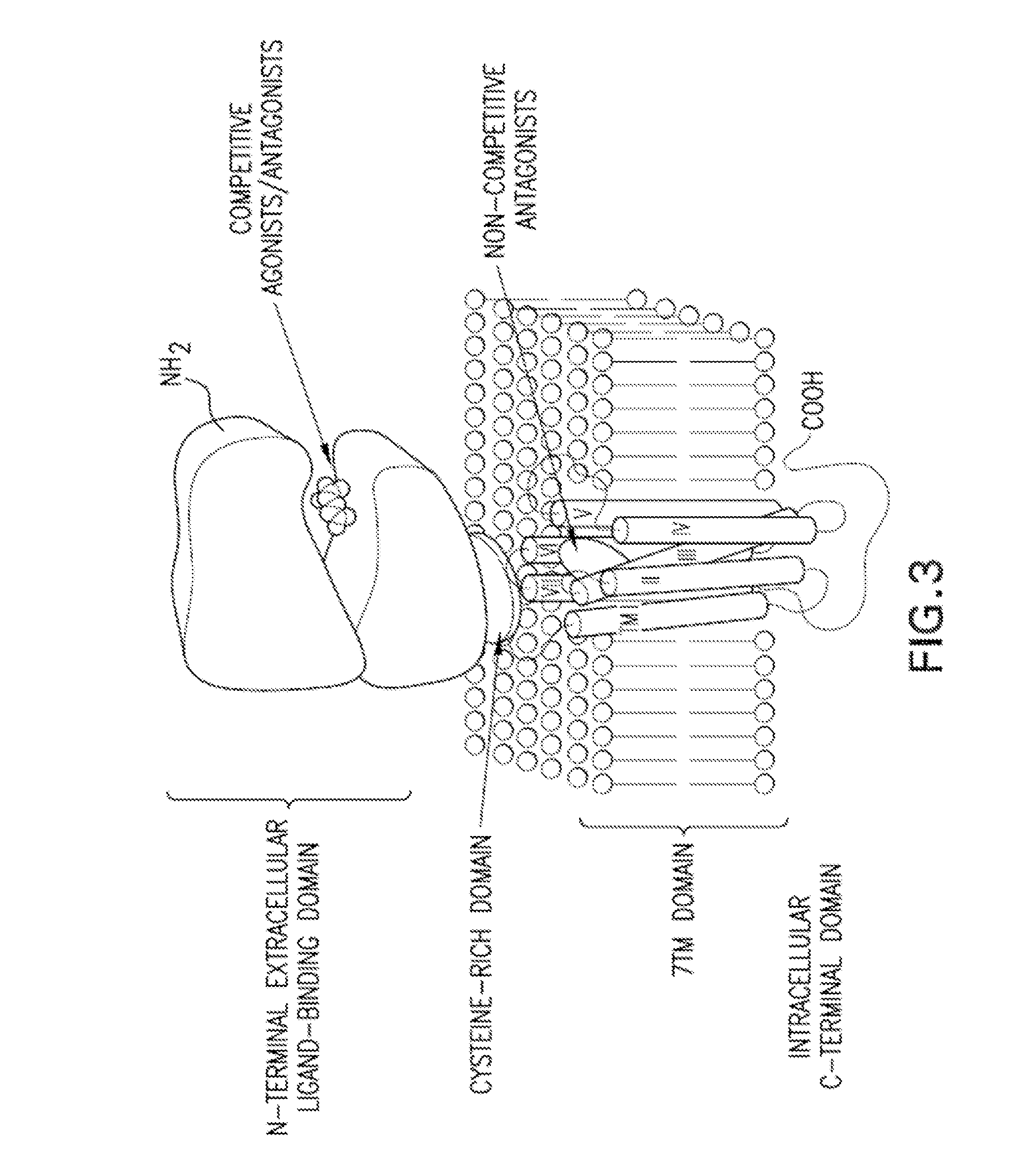 Substituted bicyclic cycloalkyl pyrazole lactam analogs as allosteric modulators of mglur5 receptors