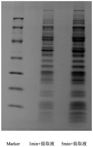 Peripheral blood memory T cell culture method