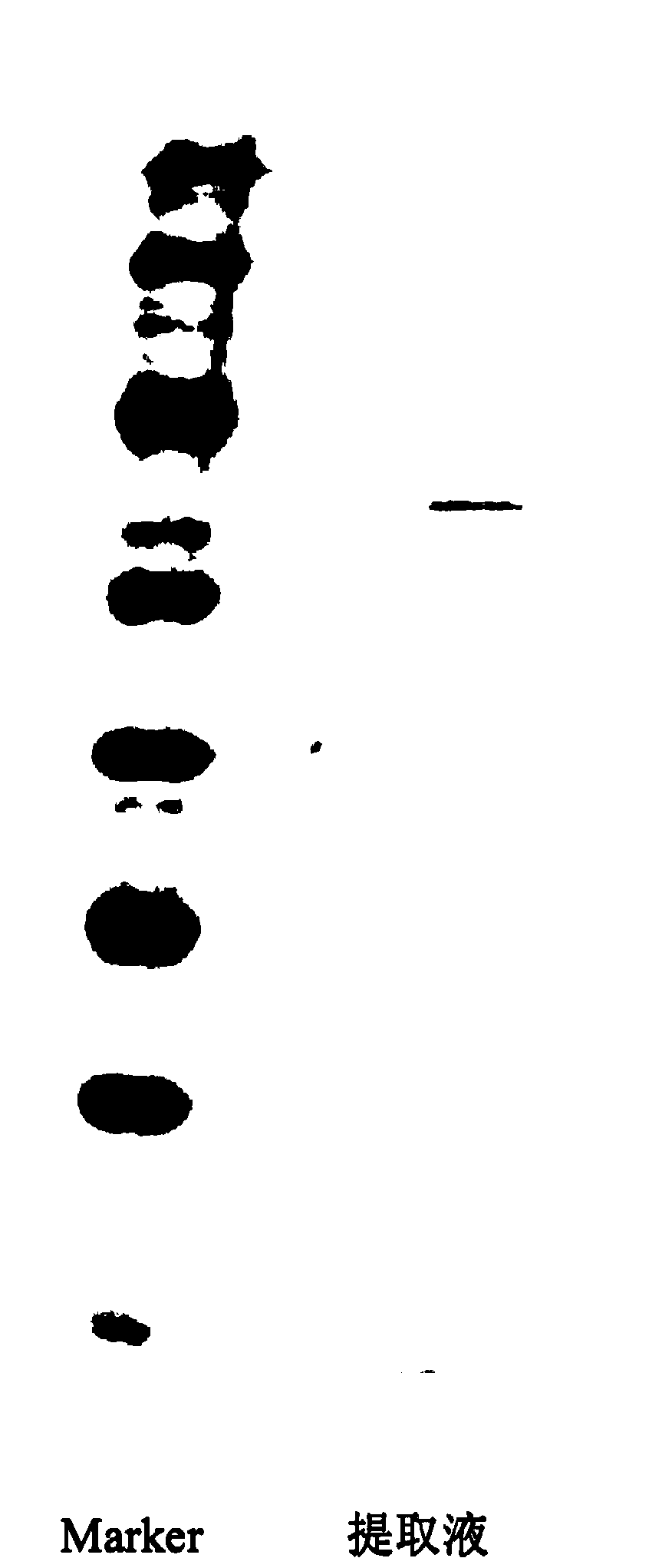 Peripheral blood memory T cell culture method