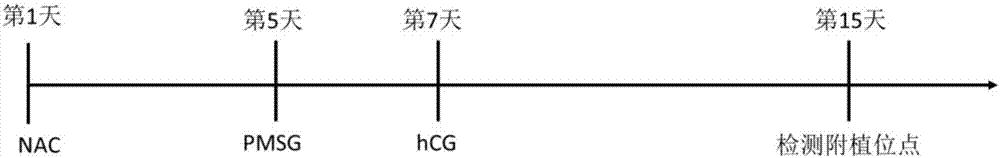 Method for increasing in-vivo early-embryo implantation quantity and litter size of female animal