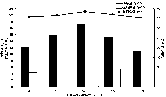 Fermentation method for promoting high yield of oil of rhizopus arrhizus and used culture medium