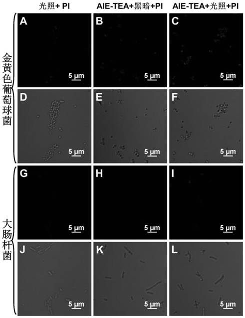 Photosensitizer integrating bacterial fluorescence imaging and photodynamic sterilization, and preparation method and application thereof