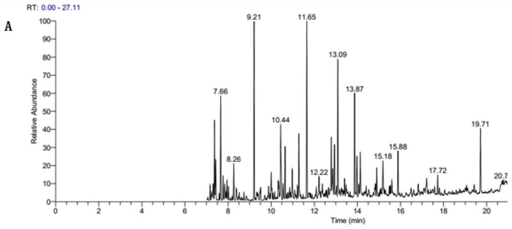 A sesquiterpene synthase mta and its gene sequence