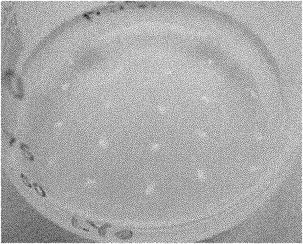 Method for inducing somatic embryos of corn