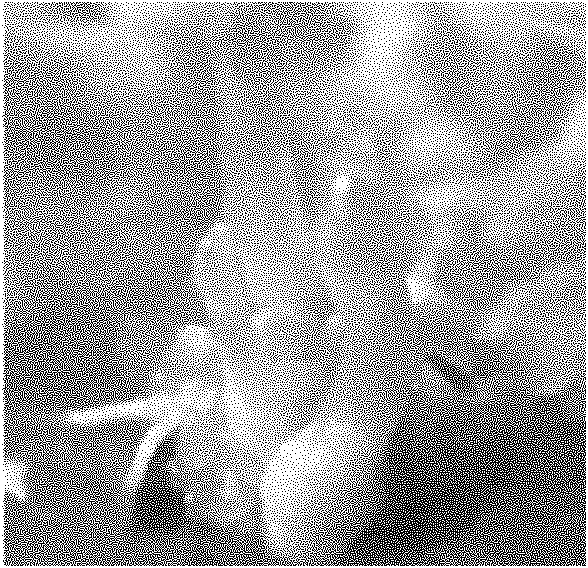 Method for inducing somatic embryos of corn