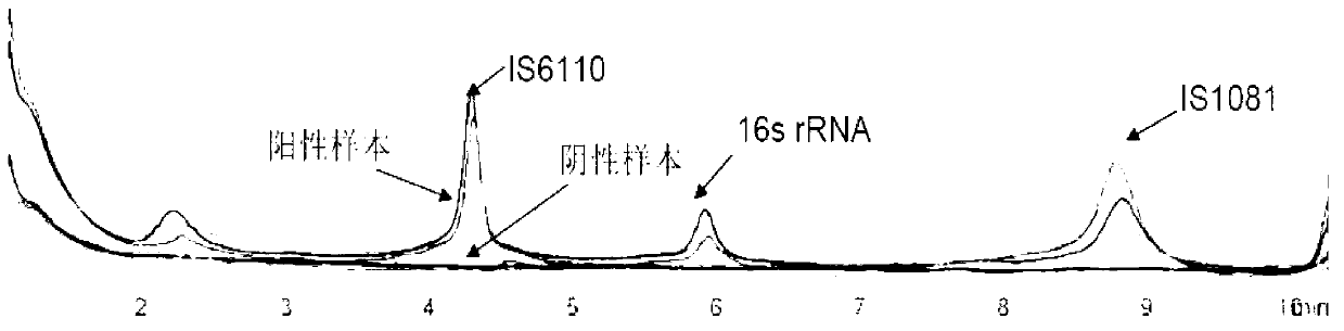 Multiplex polymerase chain reaction (mPCR)-denaturing high-performance liquid chromatography (DHPLC) primers and method for detecting and identifying mycobacterium