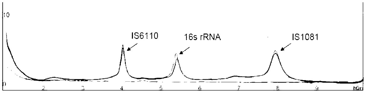 Multiplex polymerase chain reaction (mPCR)-denaturing high-performance liquid chromatography (DHPLC) primers and method for detecting and identifying mycobacterium