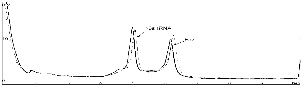 Multiplex polymerase chain reaction (mPCR)-denaturing high-performance liquid chromatography (DHPLC) primers and method for detecting and identifying mycobacterium