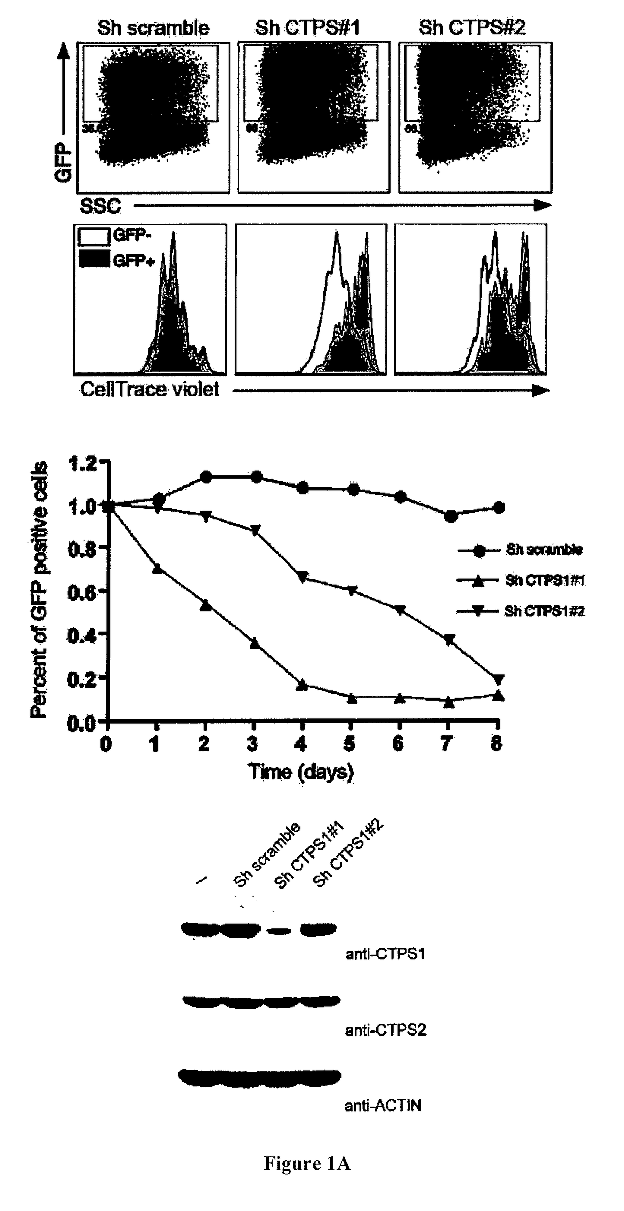 Methods and pharmaceutical compositions for inhibiting lymphocyte proliferation in a subject in need thereof