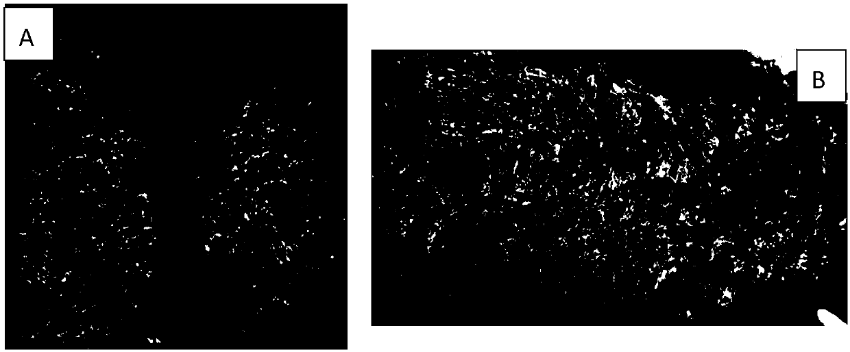 Processing method of fungus-fragrance black tea