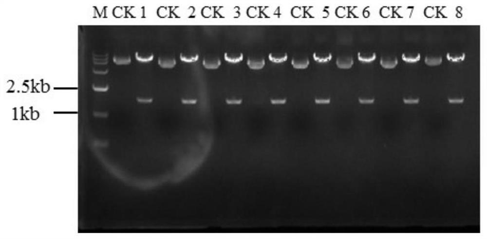 Rice als mutant gene, plant transgenic screening vector pcalsm2 containing the gene and application thereof