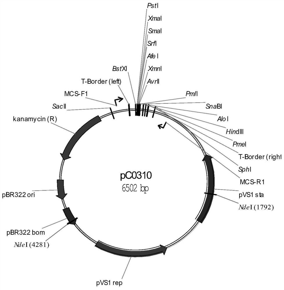 Rice als mutant gene, plant transgenic screening vector pcalsm2 containing the gene and application thereof