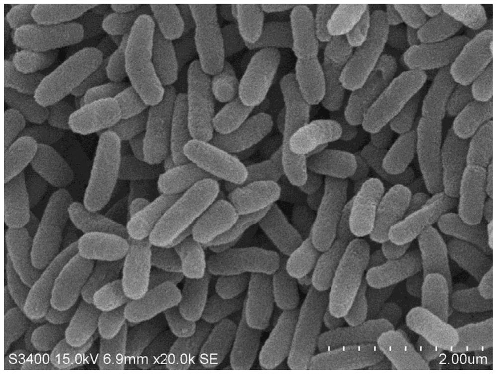 BTEX degrading bacterium, screening method therefor and application of BTEX degrading bacterium