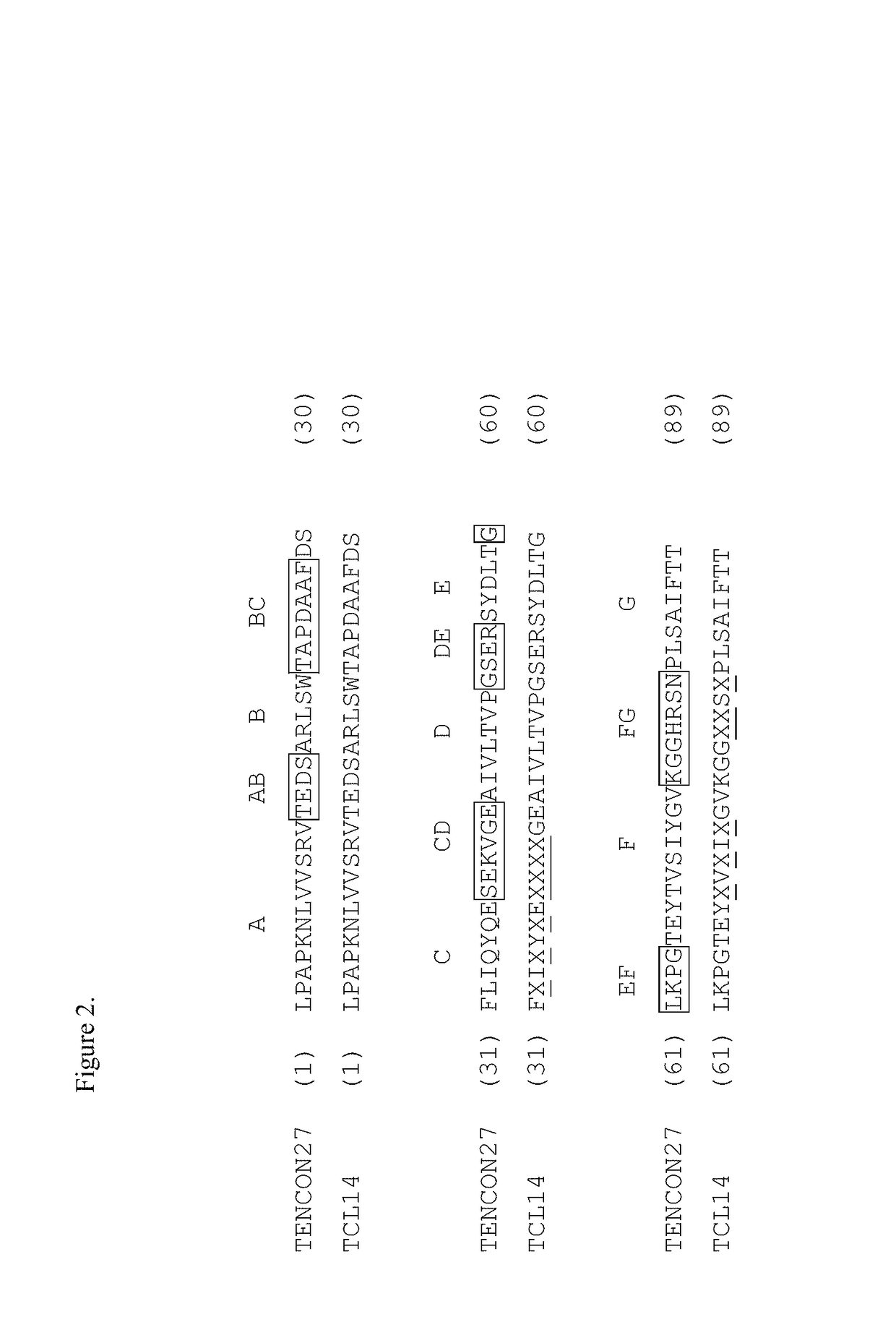 EGFR and C-Met fibronectin type III domain binding molecules