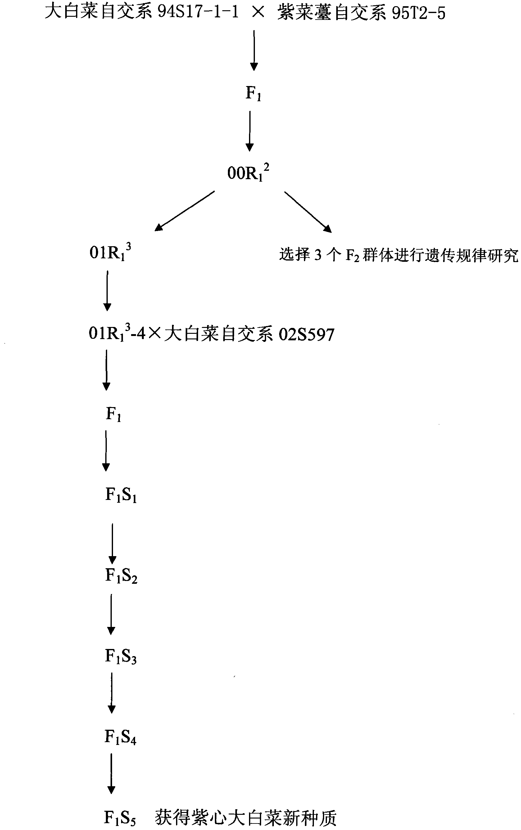 Method for breeding novel germplasm of Chinese cabbage with purple core