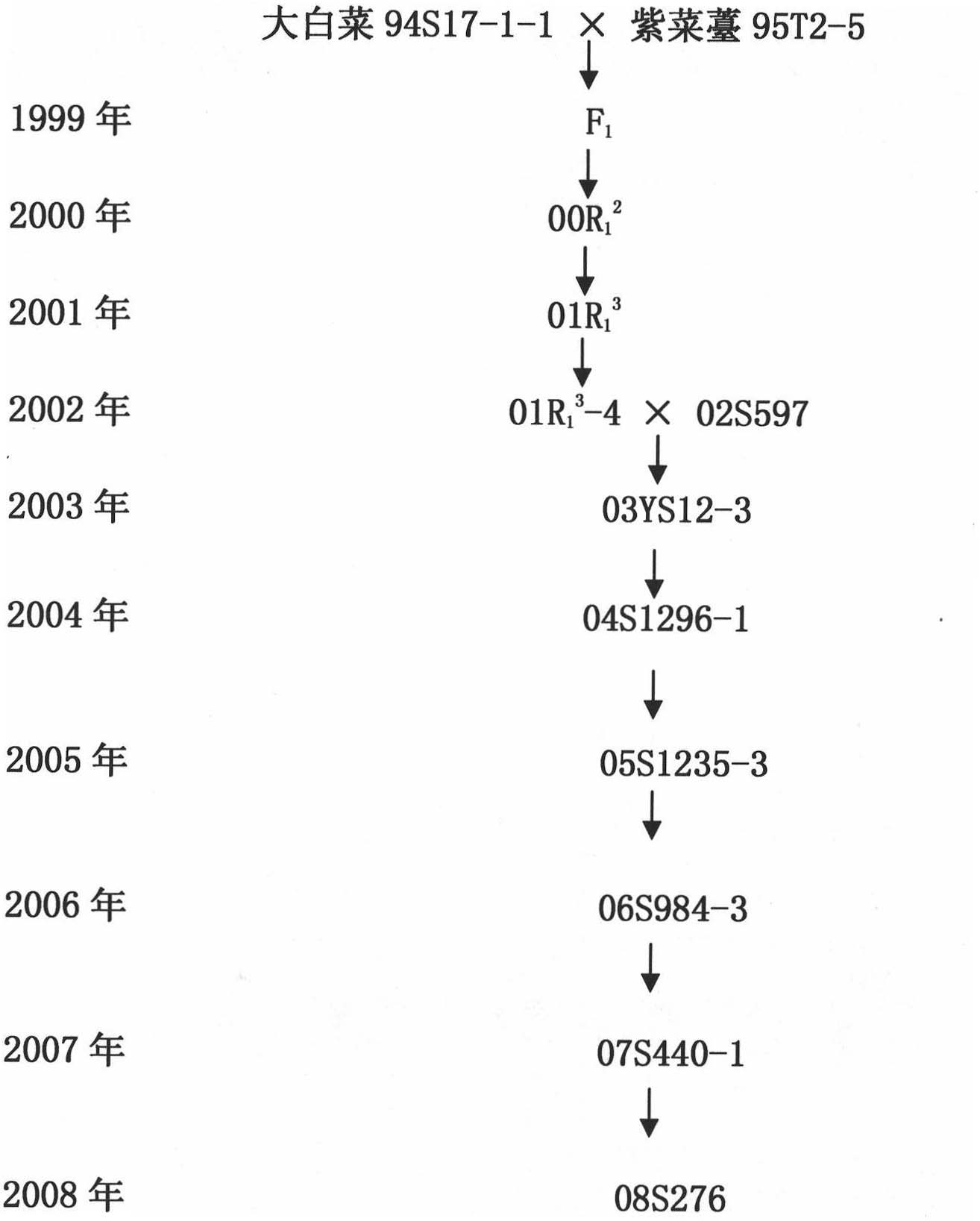 Method for breeding novel germplasm of Chinese cabbage with purple core