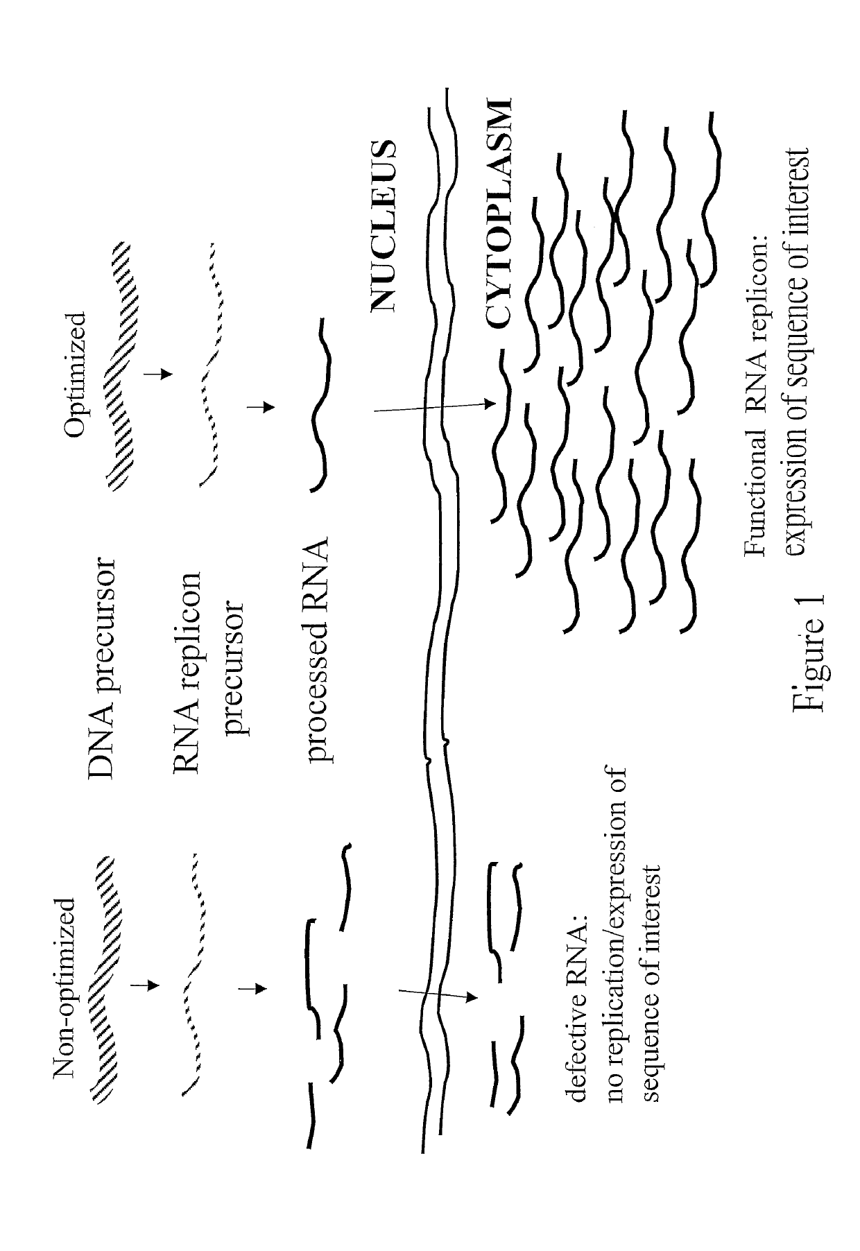 RNA virus-derived plant expression system